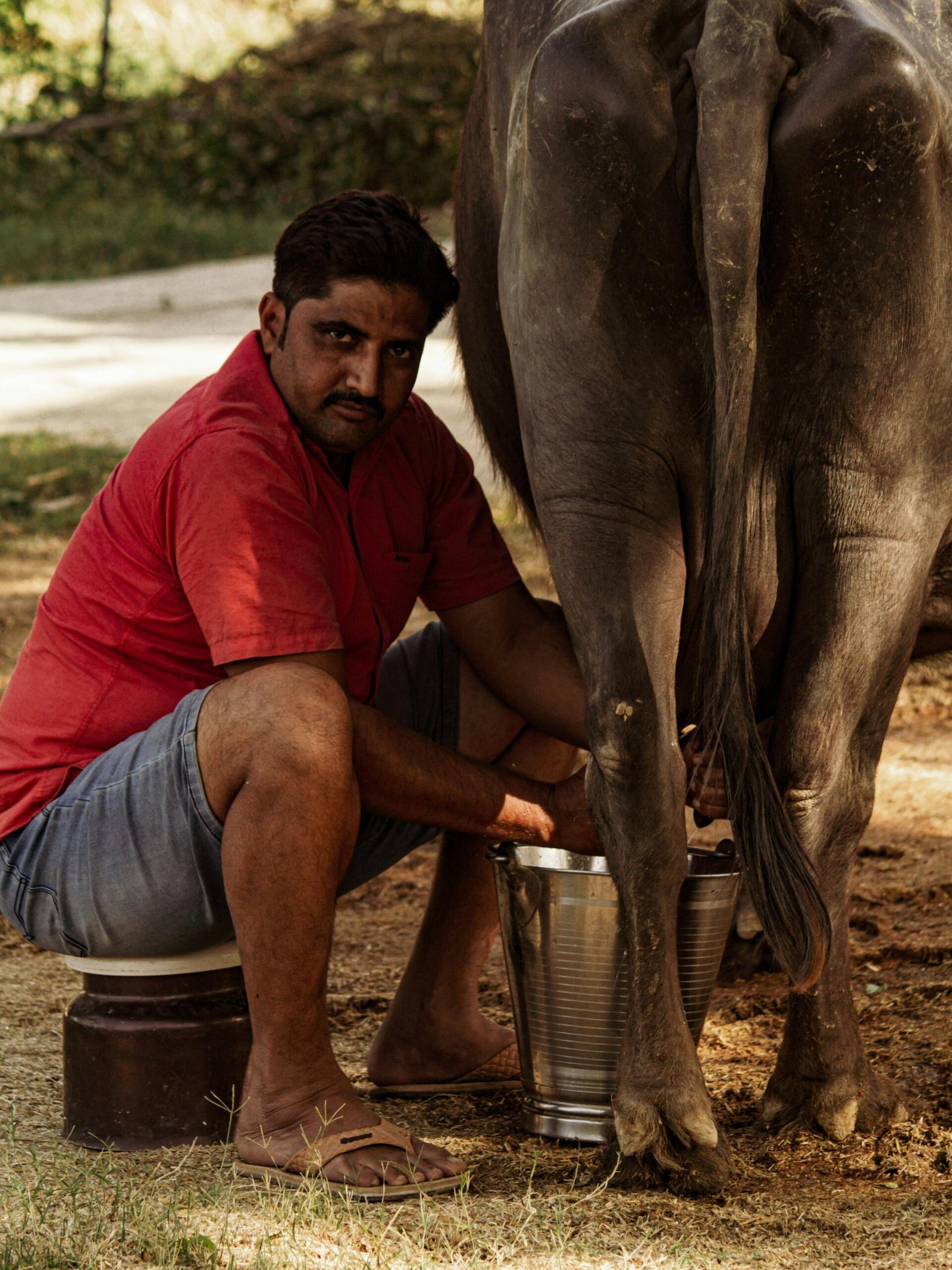 Adult man milks a cow in rural Azamgarh, India. Traditional farming scene.