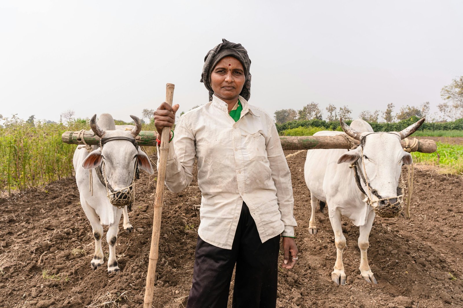 South Asian farmer with oxen in Nagpur, Maharashtra, India during summer.
